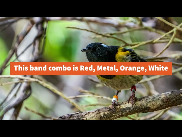 BUDGIEHUB