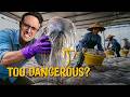 Making Millions from Vietnam's Most Deadly Seafood