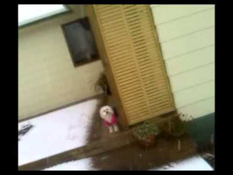 Wellington Snow August 16 2011