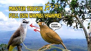 Download lagu Masteran GILA!!! Trucukan Full Isian Wambi Hmamei mp3