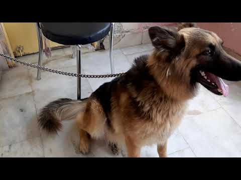 How to care a Pregnant German Shephered