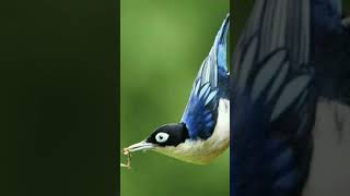 Download lagu Suara burung rambatan doraemon || full durasi mp3