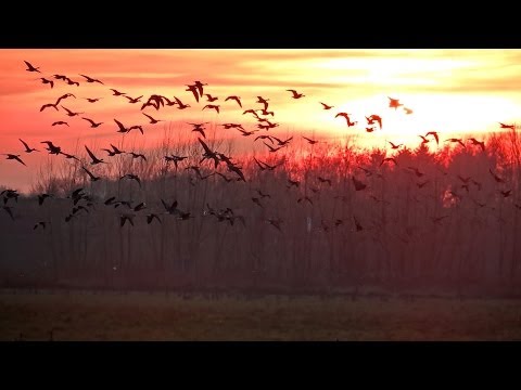 Wildgänse, Graugänse, Blässgänse & Kanadagänse