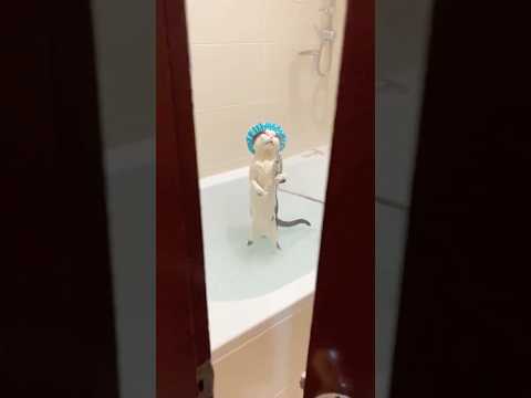 ทำไมช่วงนี้ค่าน้ำแพงแปลกๆ #short #cat #แมว #viral #viralvideo #foryou #firsthep