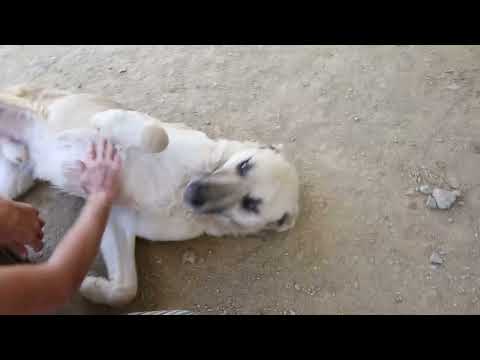 Lucky Dogs Montemor