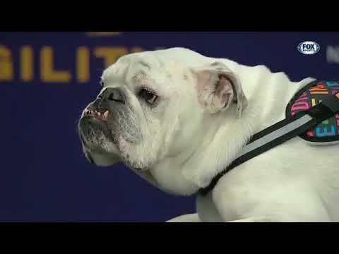 IBAI NARRA LA COMPETICIÓN CON LOS PERROS MÁS RÁPIDOS DEL PLANETA