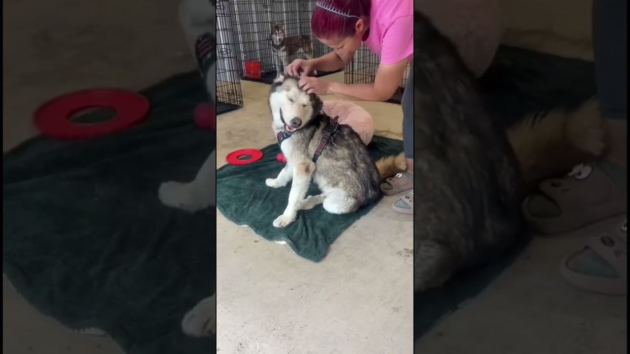 Enlarge Atlas, a Adoptable mixed breed in Nashua, NH video 6/6