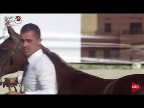 N 18 RABAH AL ZOBAIR   UAE Nationals 2019