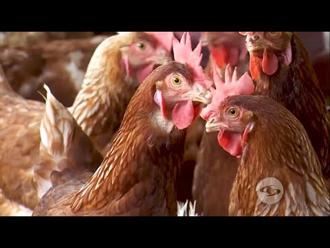 , title : 'Recomendaciones para la correcta selección de gallinas sin postura en su granja - La Finca De Hoy'