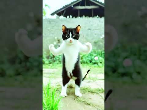 Cats video 🤣|cats#video#funny