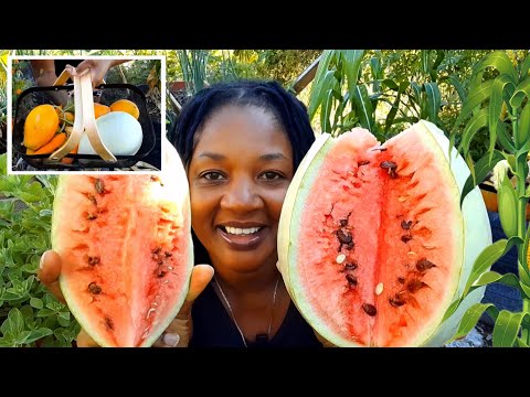 What Happened When You Plant With The MOON Phases! My Garden EXPLODED After I planted by The MOON