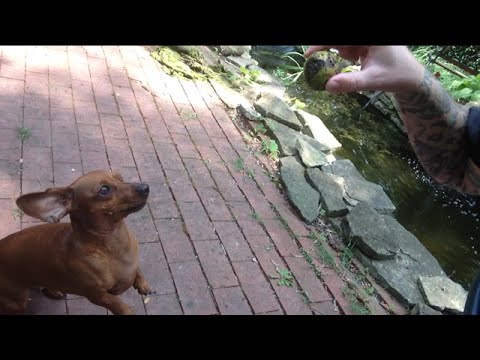 TheDailyWoo - 762 (8/2/14) Zoey Loves These Things ! Video