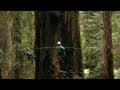 Measuring Redwood Giants: Science on the SPOT