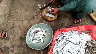 Small fish cutting method