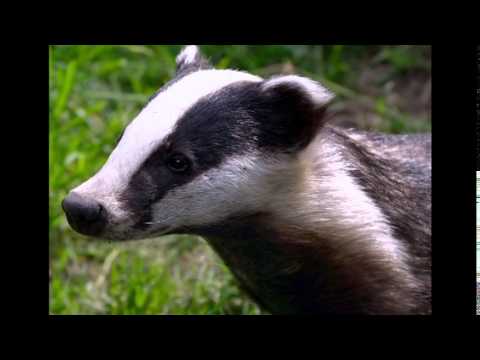 2014 MCPS Environmental Film Festival - Endangered Species