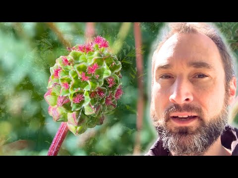 Rebel among roses: May I introduce, burnet stover!