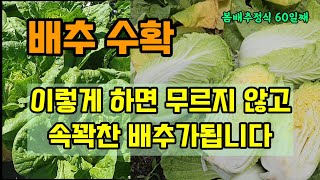 봄배추 수확 이렇게 해주면 무르지 않고 속이 꽉찬 배추가 됩니다  #배추키우기