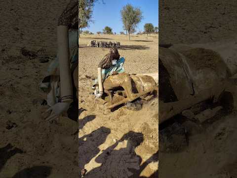 رعاية الجمل في هدوء الصحراء