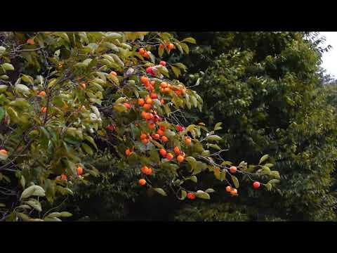 World's Most Expensive Persimmon - Japanese persimmon Harvesting - Dry persimmon traditional making