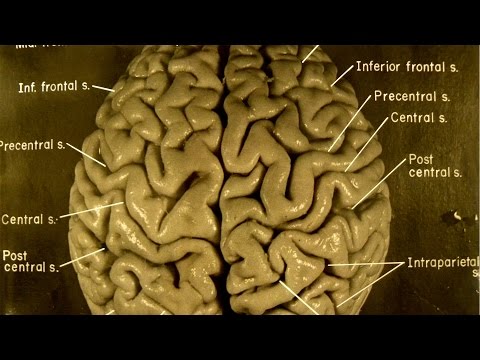 Take A Guided Tour Of Einsteins Brain