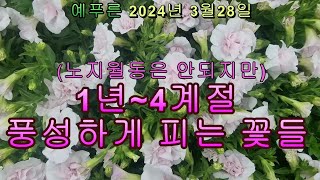 24년3 28) 1년 4계절 계속피는 꽃들 (베란다꽃)