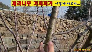 체리나무 가지치기 어덯게 자르지... #체리대목 #콜트대목 #체리원