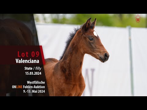 ONLINE Fohlen-Auktion Lot 09 Valenciana Stute v. Vision - Florenciano