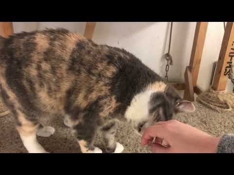 Sunshine, an adoptable Calico in Midway City, CA_image-1