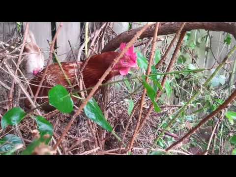 Iris laying an egg / collect and cook