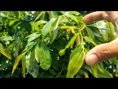 Cách bấm đợt và chăm sóc mai vàng tháng 7AL