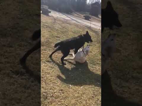 Noshi-2 und Legeny/05