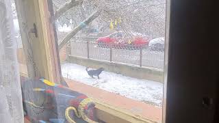 Zvuk lajanja našega psa Garu--naš pas Garo vjerno brani naš teritorij i ne dozvoljava nikome ulaz...