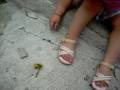 Julienne Tries To Give Flowers To Some Ants