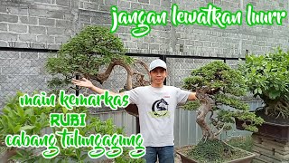 Download lagu koleksi bonsai ketua RUBI cab.tulungagung bapak gatot mp3