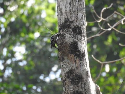 Freckle breasted Woodpecker Call & Video Andaman - Chidiya Tapu