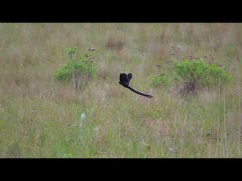Tkáčik kohútí (Euplectes progne) — správanie, biotop a hlas
