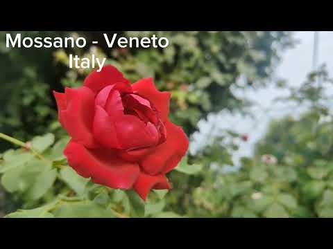 Mossano - Vicenza ( Italy ) 4k