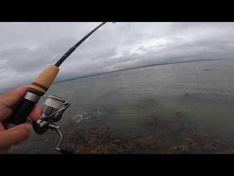 Havørred fiskeri på Bågø 8 9 2020