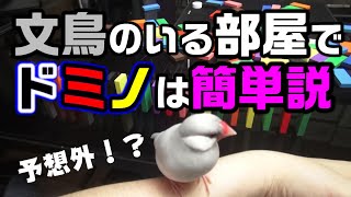 放鳥中の文鳥がいる部屋でドミノ倒しをやってみたら、文鳥の頭が良すぎた