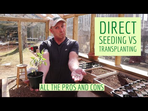 Direct Seeding vs Transplanting - All the Pros and Cons