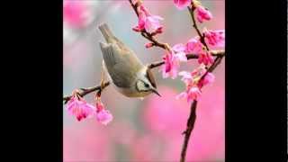 Beethoven violin sonata No 5. "Spring", Scherzo João Machado, Violin Piano Larissa Paggioli