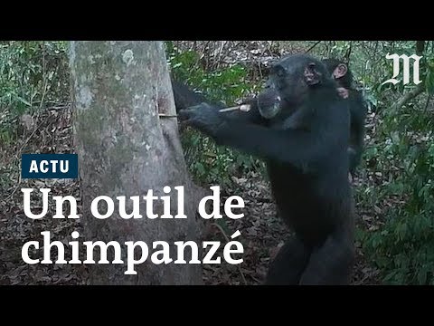 Le combat de Jane GOODALL pour les chimpanzés