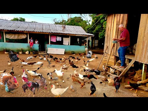 “UM PARAÍSO NA ROÇA! Muitas Galinhas, porcos, Hortas, Pomar e Comida Caipira feita no Fogão a Lenha”