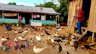 “UM PARAÍSO NA ROÇA! Muitas Galinhas, porcos, Hortas, Pomar e Comida Caipira feita no Fogão a Lenha”