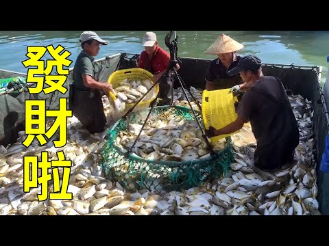 銀鯧飼養