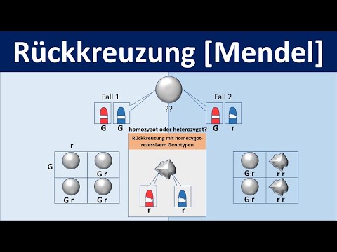 Backcrossing [Mendel] - [Biology, Genetics, Middle and Advanced School]