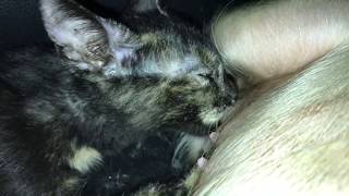 Esto es quizás lo más bizarro que verán esta noche. Cometa gatita bebé huérfana y Petroshka, cerdita