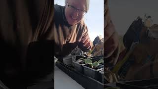 Les langages secrets des coqs #maman #potager #potager #campagne #animaux