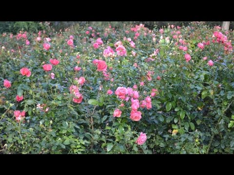 Raga Shri Ragam: Arohanam, Avarohanam and Alapana | Raga Surabhi