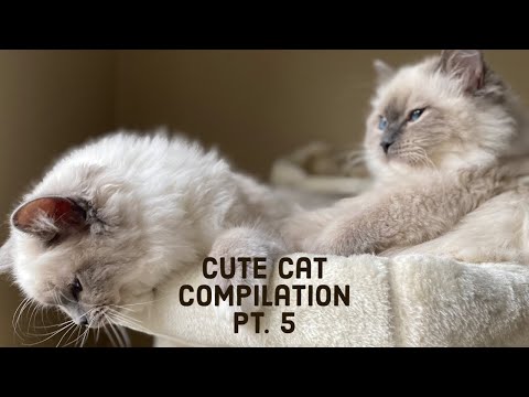 Cute cats!😻 Compilation pt. 5